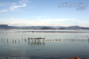 Ribeirão da Ilha - Maricultura